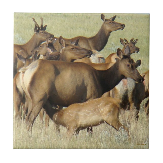 E7 Kuh füttert Kalb-Elch Fliese (Vorderseite)