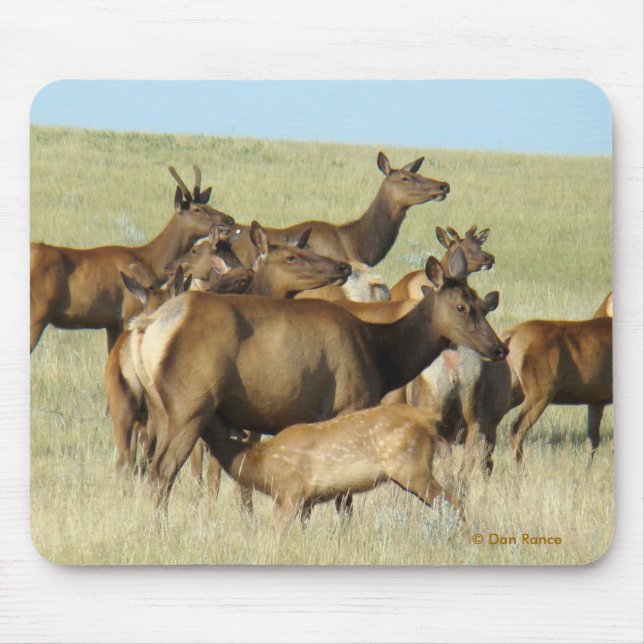 E7 Wiesenkuh füttert Kalb Mousepad (Vorne)