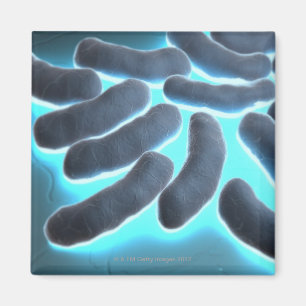 E-coli Cells Magnet