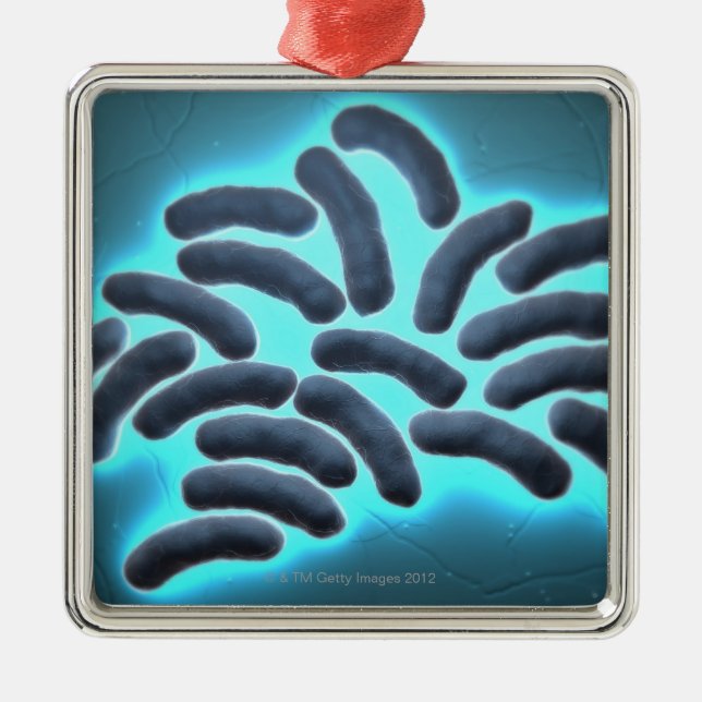 E-Coli-Zellen 2 Silbernes Ornament (Vorne)