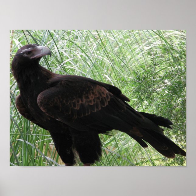Eagle (Aquila audax) Poster (Vorne)
