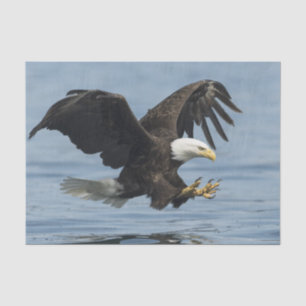 Eagle auf Annäherung Seidenpapier