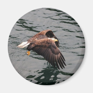 Eagle, das mit Flügeln heraus fliegt Magnet