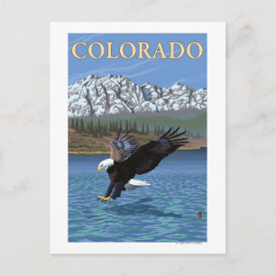 Eagle DivingColorado Postkarte