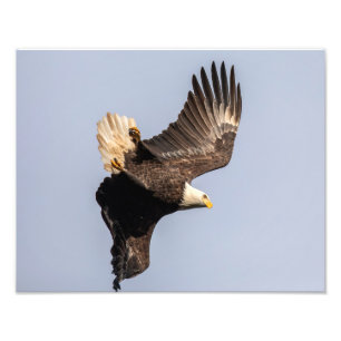 Eagle Drehung Fotodruck