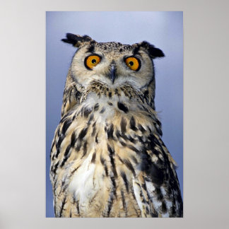 Eagle-Eule Poster
