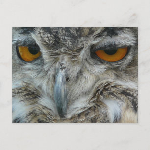 Eagle-Eule Postkarte