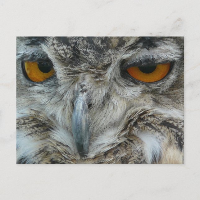 Eagle-Eule Postkarte (Vorderseite)