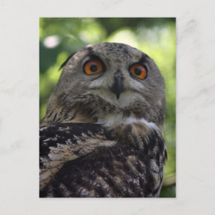 Eagle-Eule Postkarte