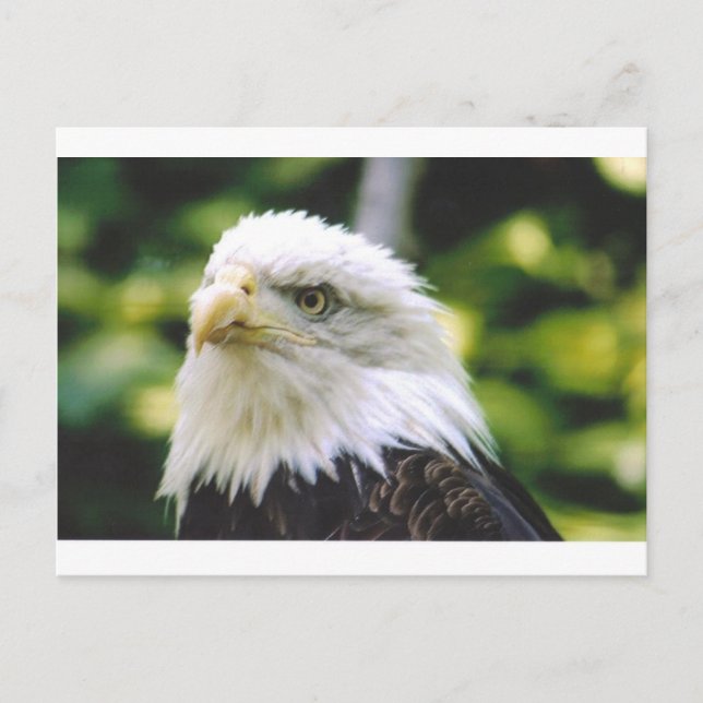 Eagle Eye Postkarte (Vorderseite)