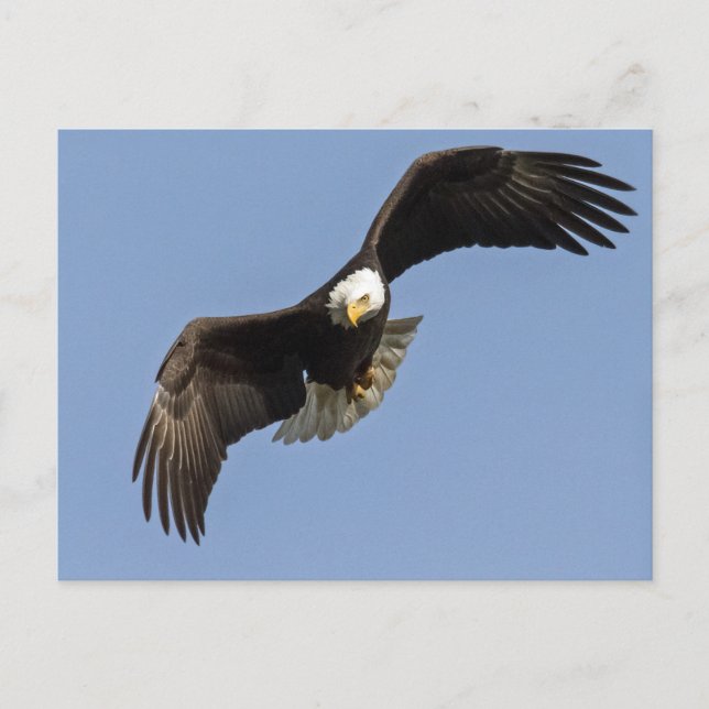 Eagle Eye Postkarte (Vorderseite)