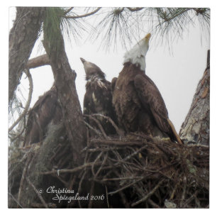 Eagle Familie singen Spiegeland Tile Fliese