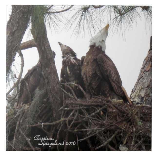 Eagle Familie singen Spiegeland Tile Fliese (Vorderseite)
