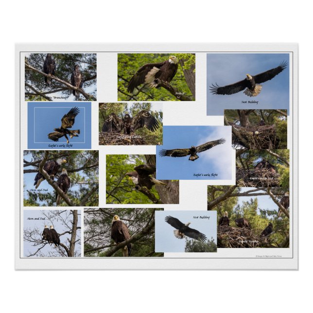 Eagle Family Life Poster (Vorderseite)