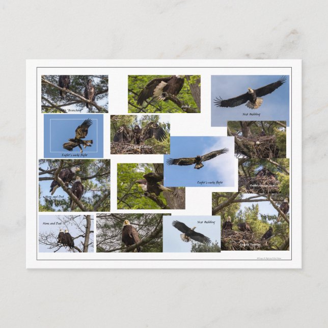 Eagle Family Life Postkarte (Vorderseite)