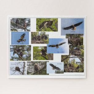 Eagle Family Life Puzzle