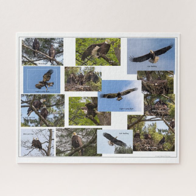 Eagle Family Life Puzzle (Horizontal)