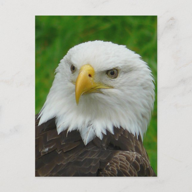 Eagle Fotograf - Nordamerikanischer Adler Postkarte (Vorderseite)