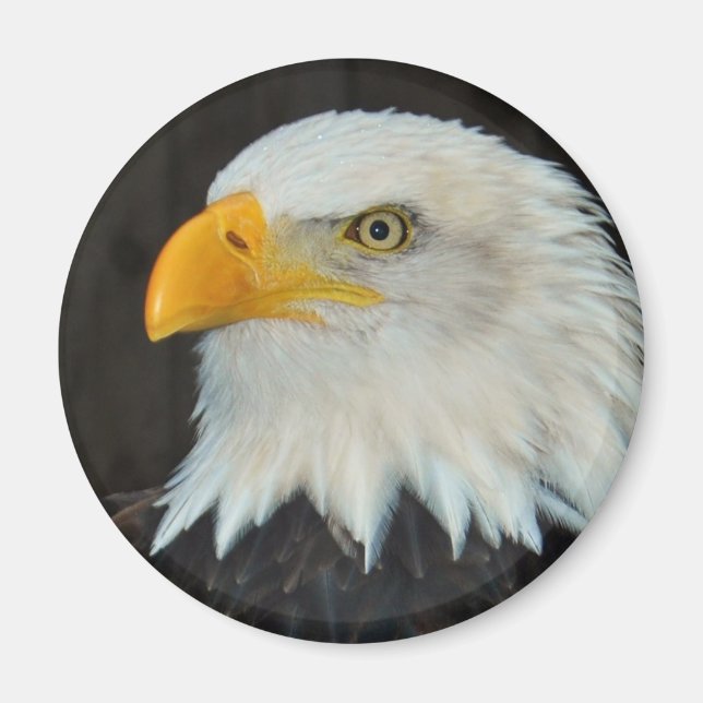 Eagle Head Magnet (Vorne)