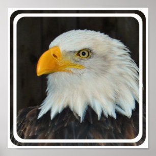 Eagle Head Poster