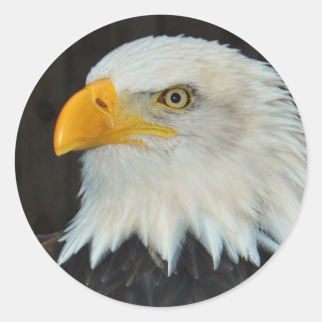 Eagle Head Stickers (Vorderseite)