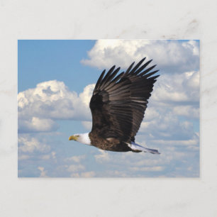 Eagle in der Sky Postcard Postkarte