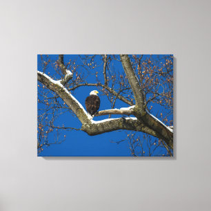 Eagle in einem Snowy-Baum Leinwanddruck