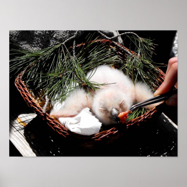 Eagle-Kiche fütternd Zeit Poster (Vorne)