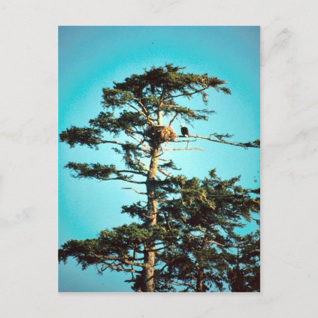 Eagle Nest Postkarte (Vorderseite)