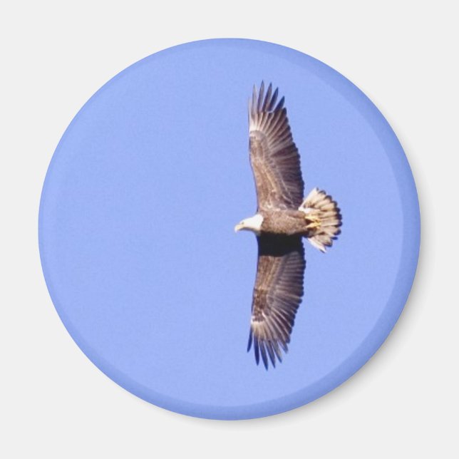 Eagle Over Conowingo Magnet (Vorne)