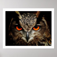 Eagle Owl Eyes Poster