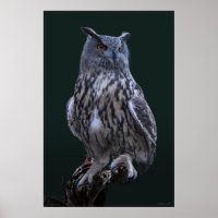 Eagle Owl Foto Poster -24x36 -kleiner erhältlich