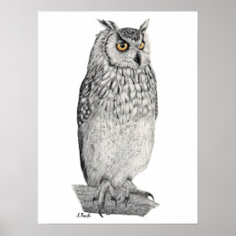 Eagle Owl Pencil Zeichnend Poster