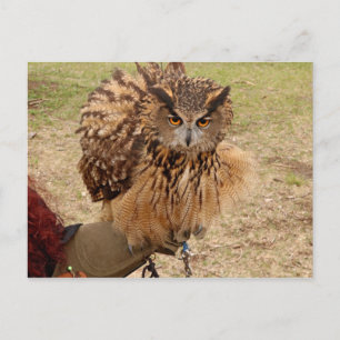Eagle Owl Postkarte