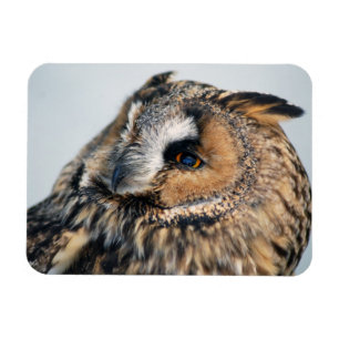 Eagle Owl Premium Magnet
