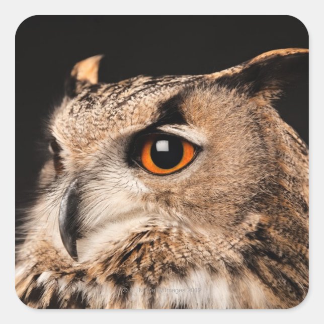Eagle Owl Quadratischer Aufkleber (Vorderseite)