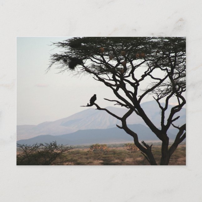 Eagle Owl Silhouette Postkarte (Vorderseite)