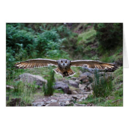 Eagle Owl. Vorwärtsbewegung