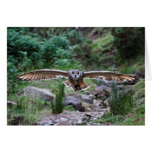 Eagle Owl. Vorwärtsbewegung (Vorderseite (Horizontal))