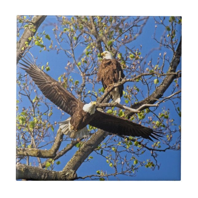 Eagle Pair Fliese (Vorderseite)