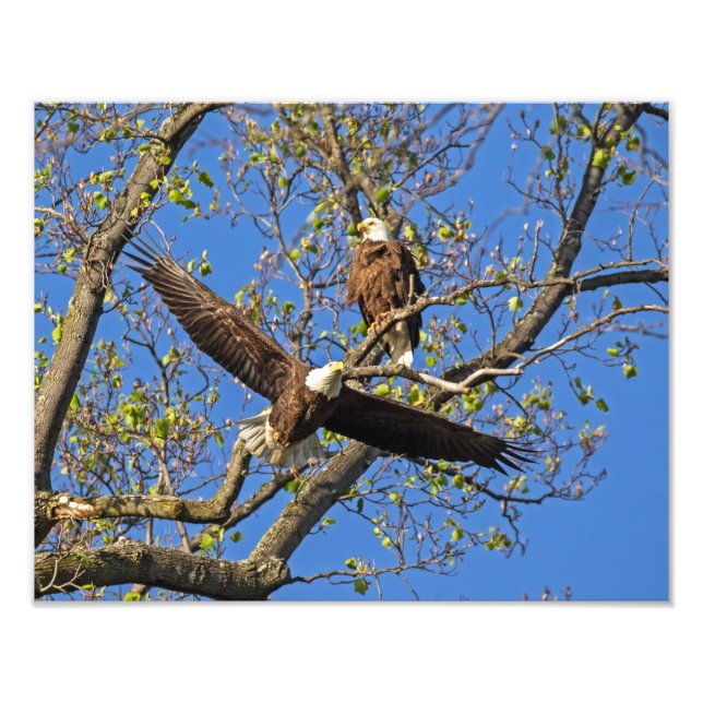 Eagle Pair Fotodruck (Vorne)
