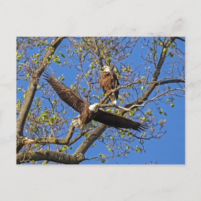 Eagle Pair Postkarte (Vorderseite)