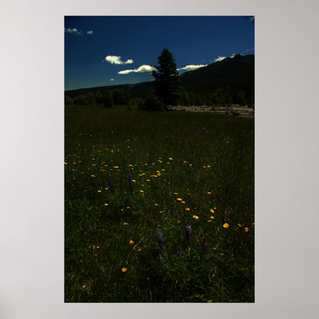 Eagle Park Wildblumen Poster (Vorne)