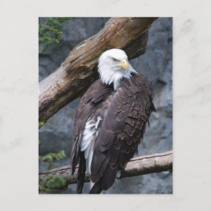Eagle Perch Postcard Postkarte