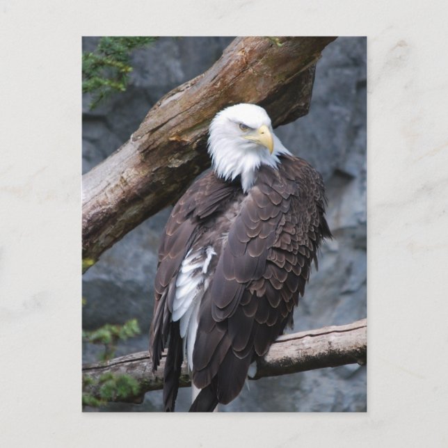 Eagle Perch Postcard Postkarte (Vorderseite)