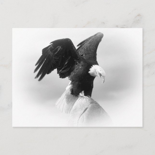 Eagle Postkarte (Vorderseite)