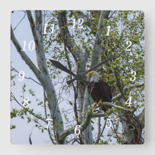 Eagle schaut die Wall-Uhr aus Quadratische Wanduhr