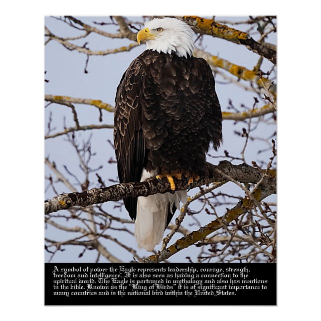Eagle Symbolismus Poster (Vorderseite)