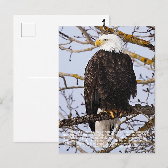 Eagle Symbolismus Postkarte (Vorne/Hinten)