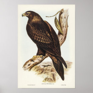 Eagle von Elizabeth Gould Poster